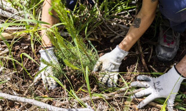 Foresta Italia® festeggia tre anni: oltre 132.000 piante in tutte le 20 Regioni italiane