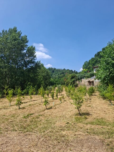 Bagnatica (BG)