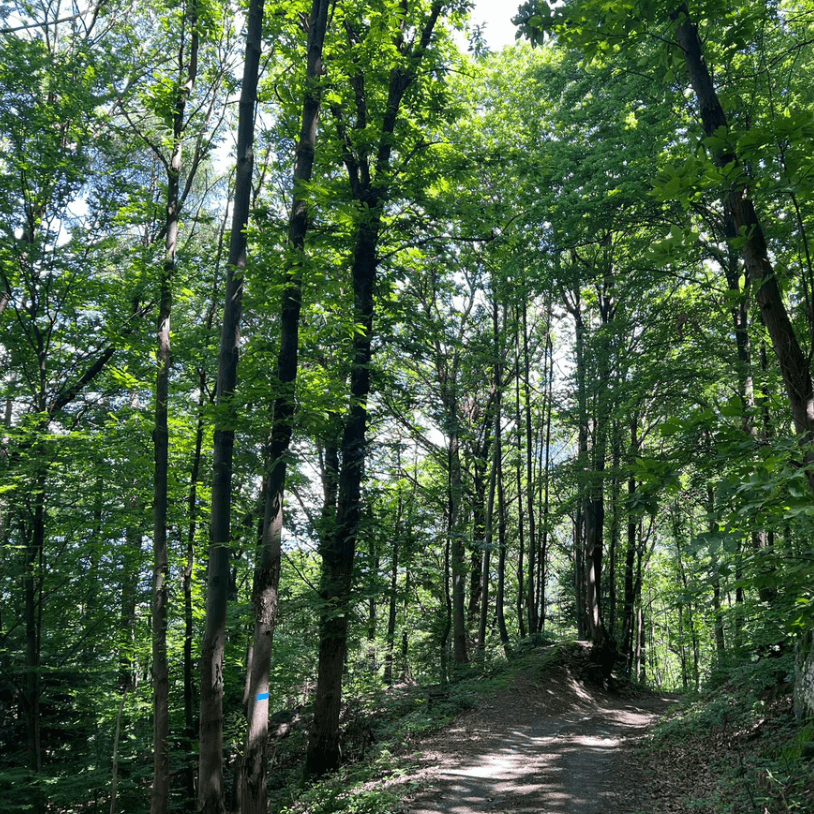 CONAD: Crediti di Sostenibilità dalla gestione delle foreste