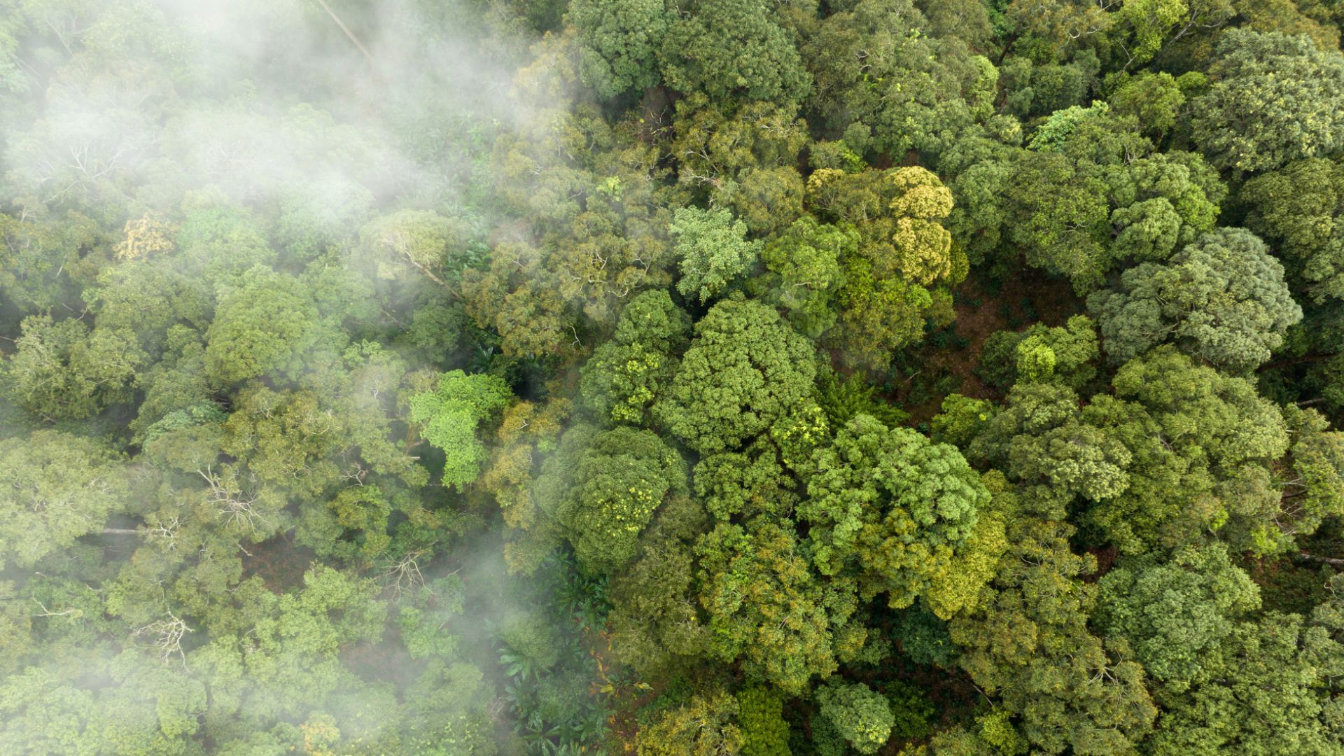 compensazione-ecologica