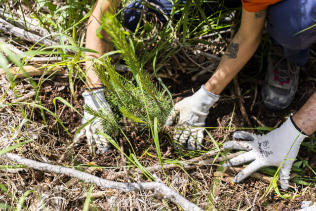 Riforestazione alpina post tempesta Vaia: azione ESG delle Aziende, concreta, partecipata e comunicabile
