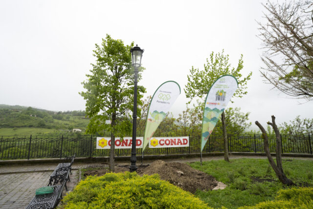 Forestazione urbana: alberi a Tito (PZ)