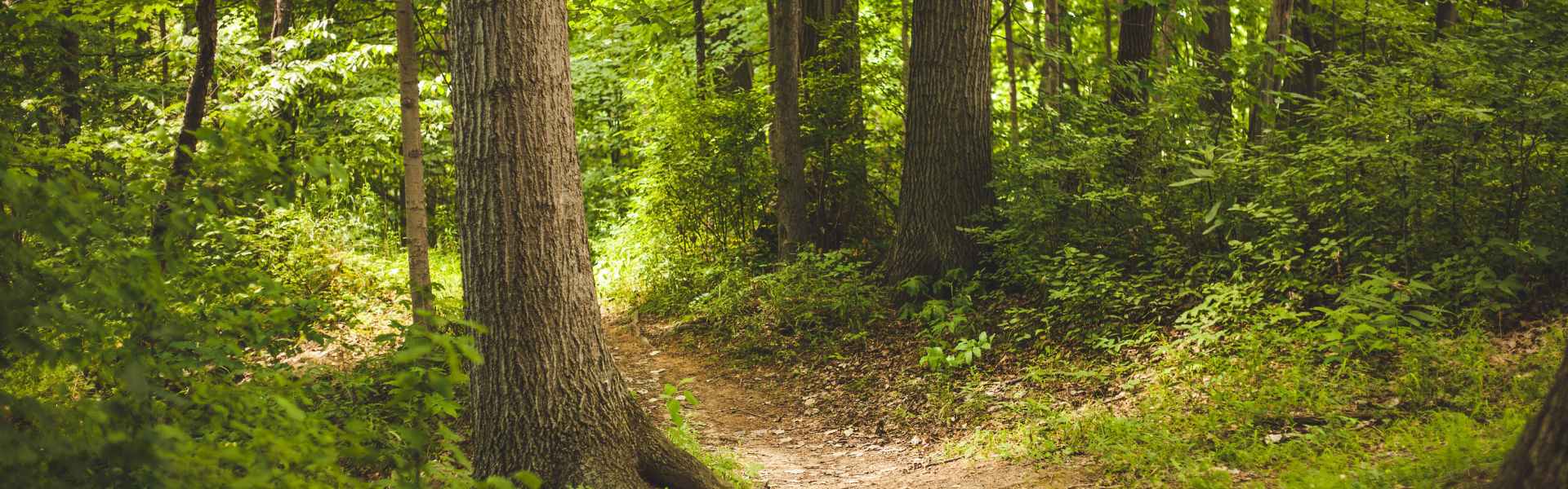 Saipem: definizione di una strategia NBS di carbon offsetting