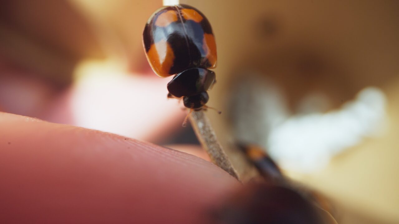 Proteggere gli ecosistemi grazie anche agli “insetti utili”: l’impegno concreto di Foresta Italia®