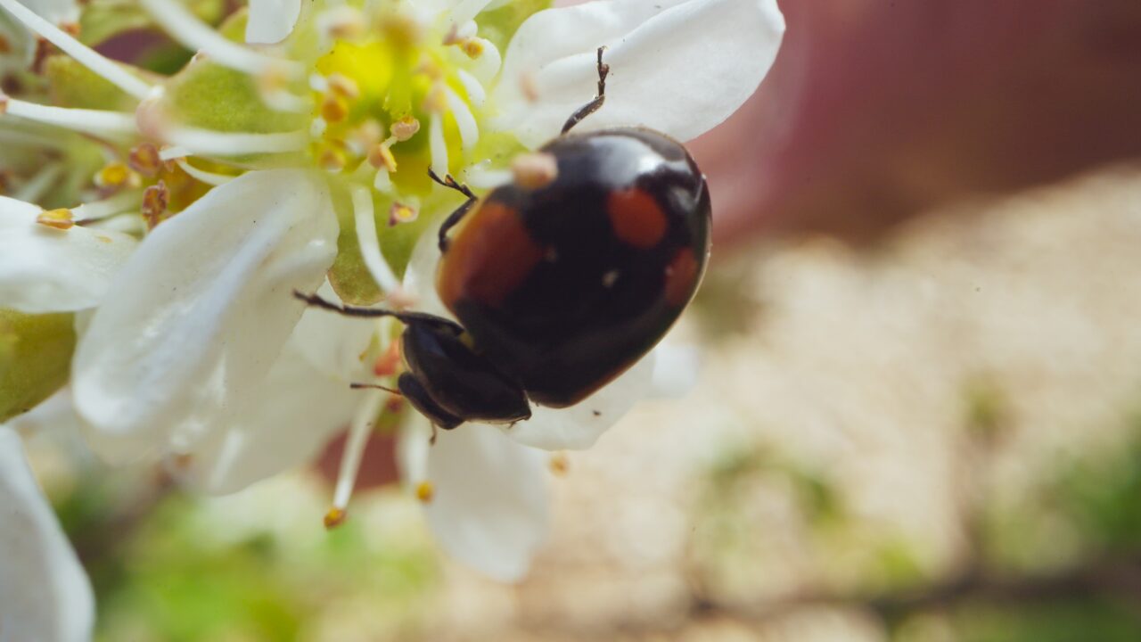Biodiversità