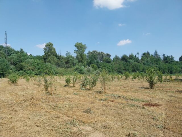 Meda (MB)