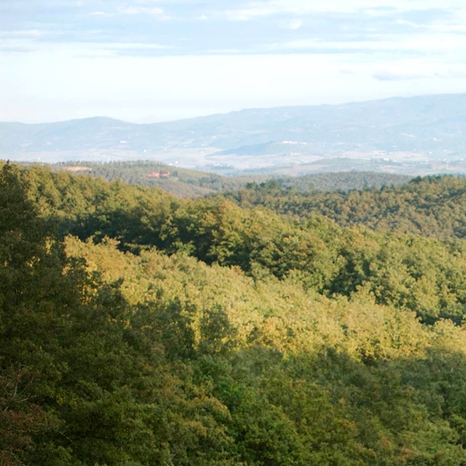 Ecosystem services of cork wood