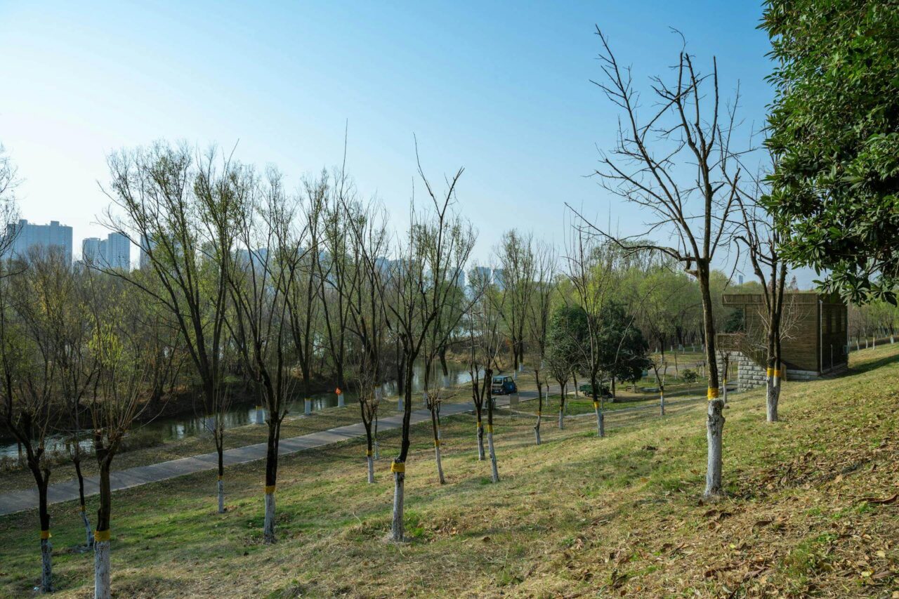 alberi-città