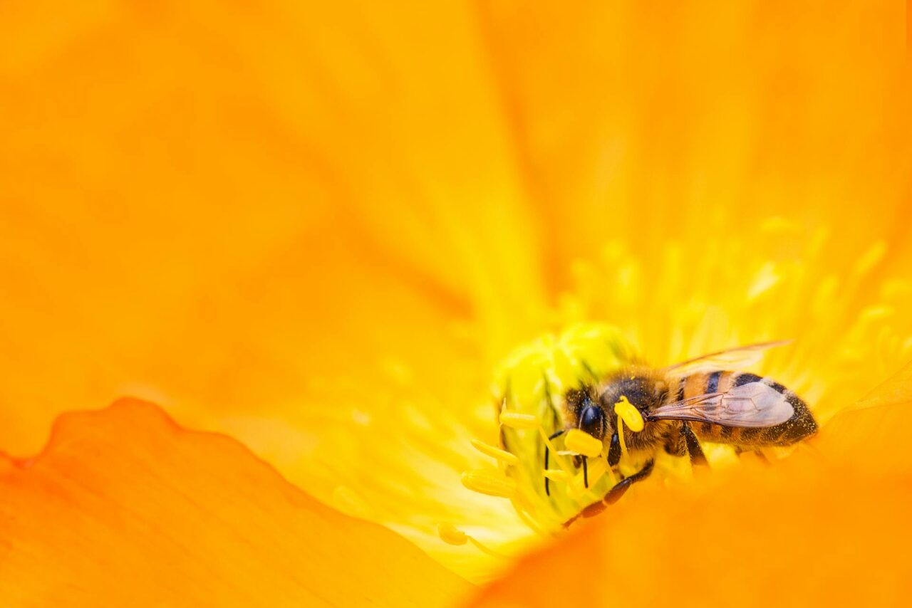 beewashing - api - alveari