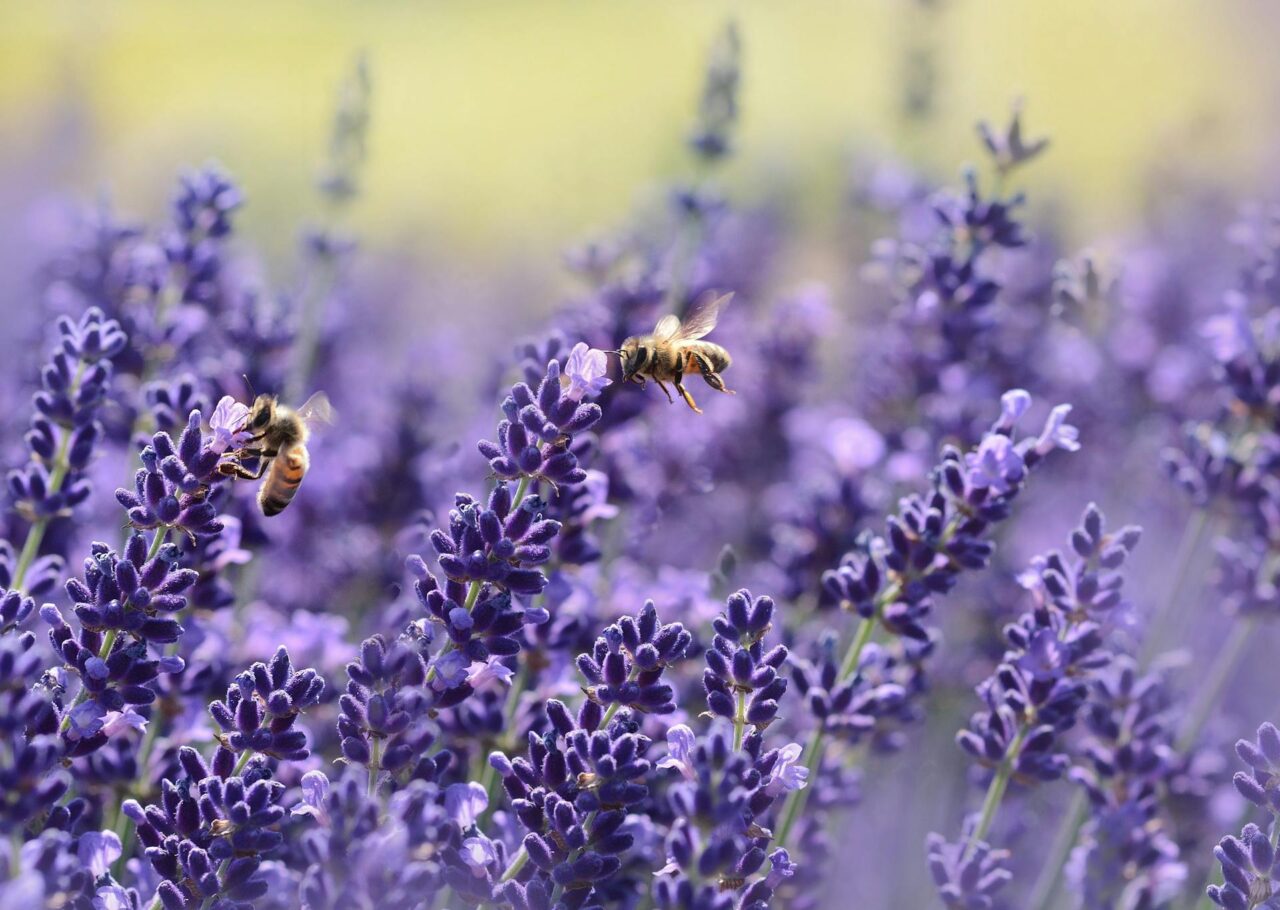 beewashing bee-washing greewashing api alveari