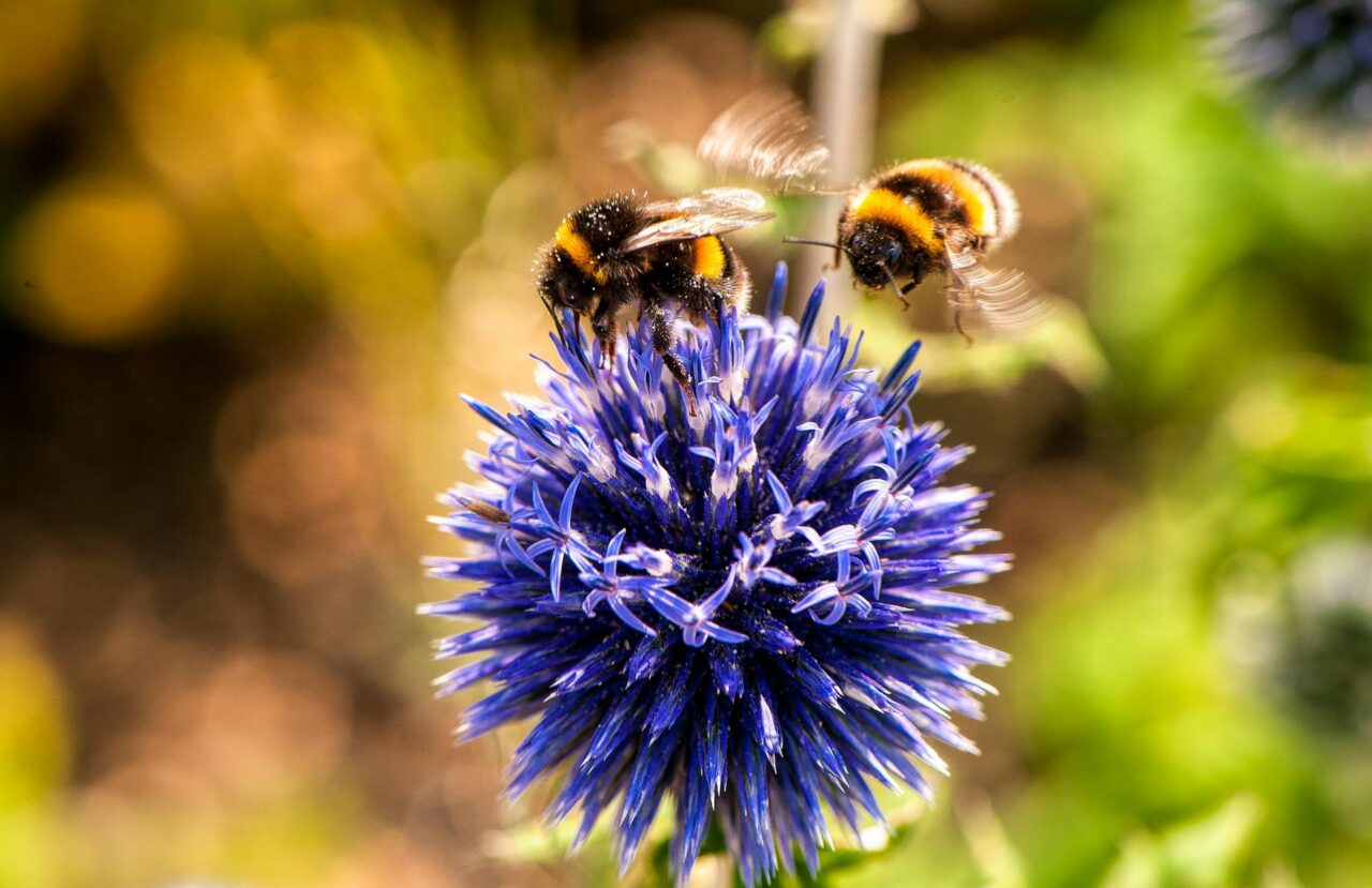 beewashing bee-washing greewashing api alveari