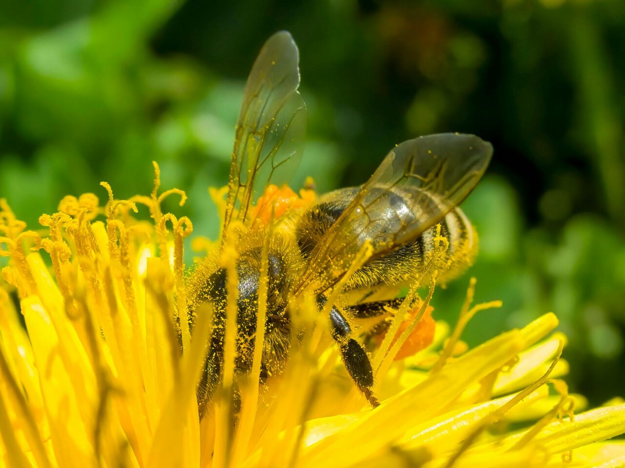 Dopo il greenwashing ecco il beewashing!