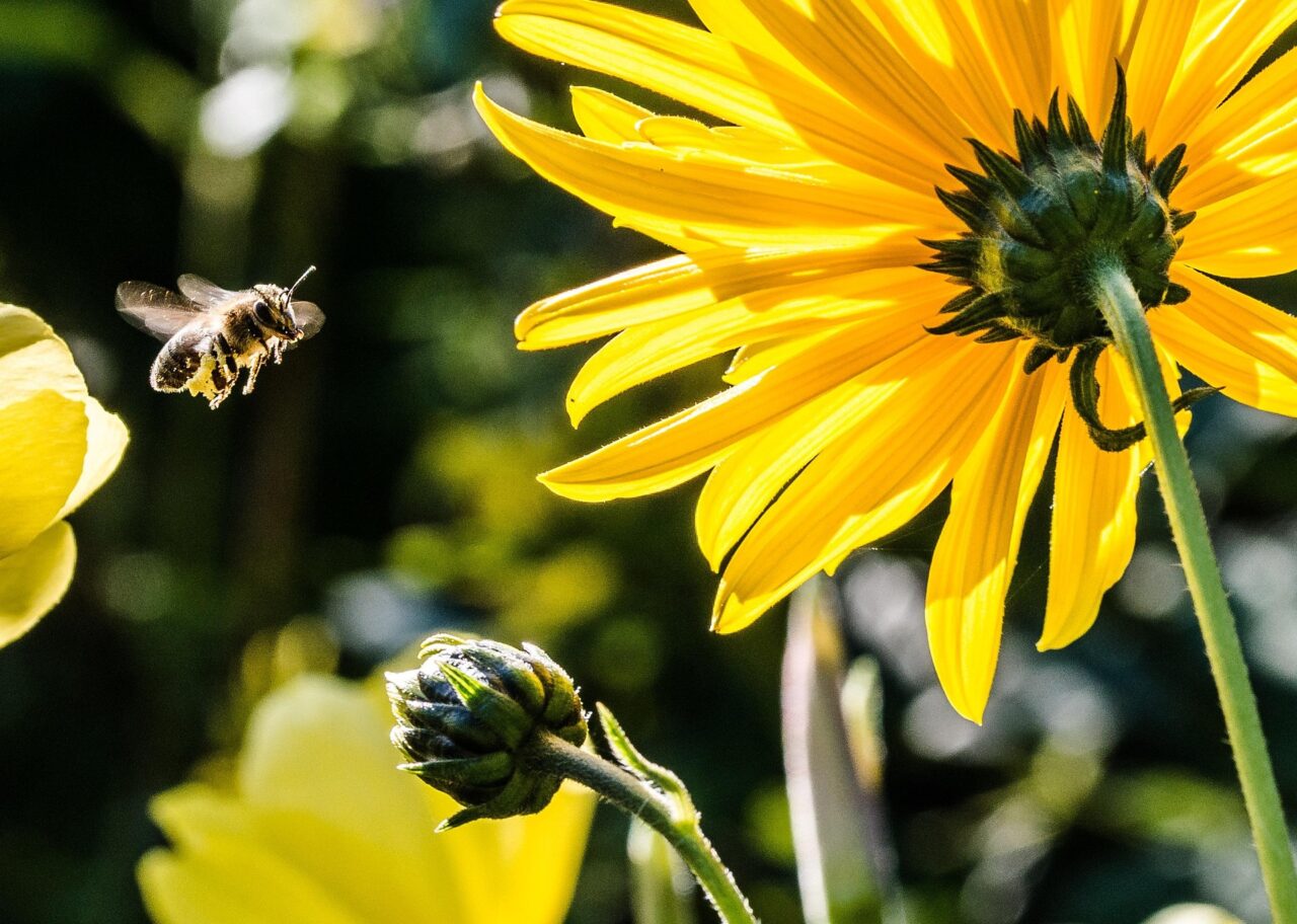 biodiversità bee-washing beewashing
