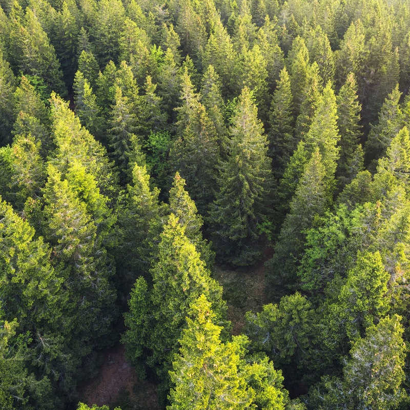 Banca d'Italia: azione forestale