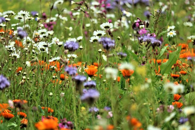 Non sono le api che tutelano la biodiversità, ma è la biodiversità che tutela le api (e tutti gli altri insetti ed animali)
