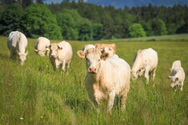 Rete Clima e Vetos Europe insieme per ridurre le emissioni zootecniche e generare carbon credits