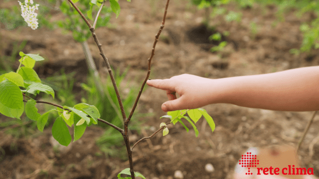 Radici di Futuro: natura + educazione ambientale, climatica e forestale in città, insieme alle Scuole