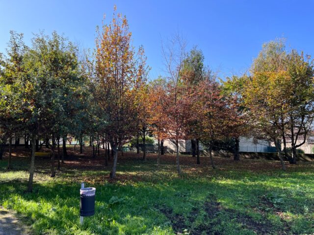 (AI) Qual’è l’importanza delle foreste urbane? La parola all’AI