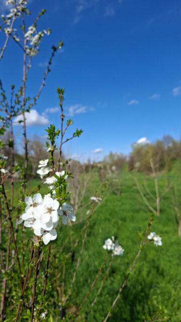 Formigine (MO)