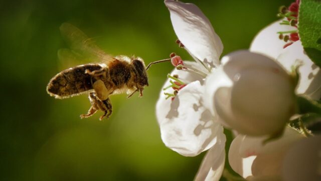 Intervista a Scott MacIvor, inventore del termine Beewashing: quando “salvare le api” diventa marketing