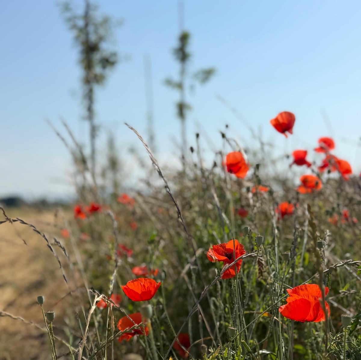 kilometroverde®: struttura naturale lineare di mitigazione