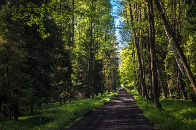 Registro italiano dei crediti di carbonio forestali: al via il Registro Nazionale affidato al CREA