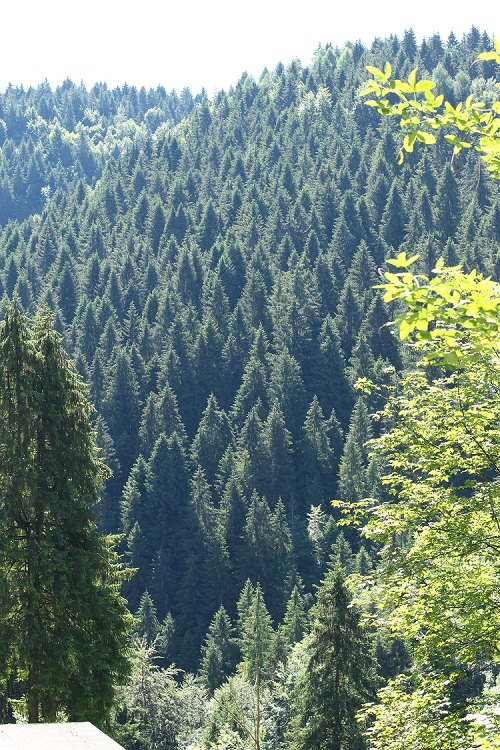 gfs-gestione-forestale-sostenibile