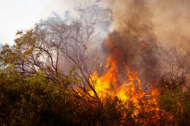 Incendi boschivi in Italia: nel 2025 bruciati oltre 30.000 ettari, la certificazione forestale è un’ottima strategia di prevenzione incendi
