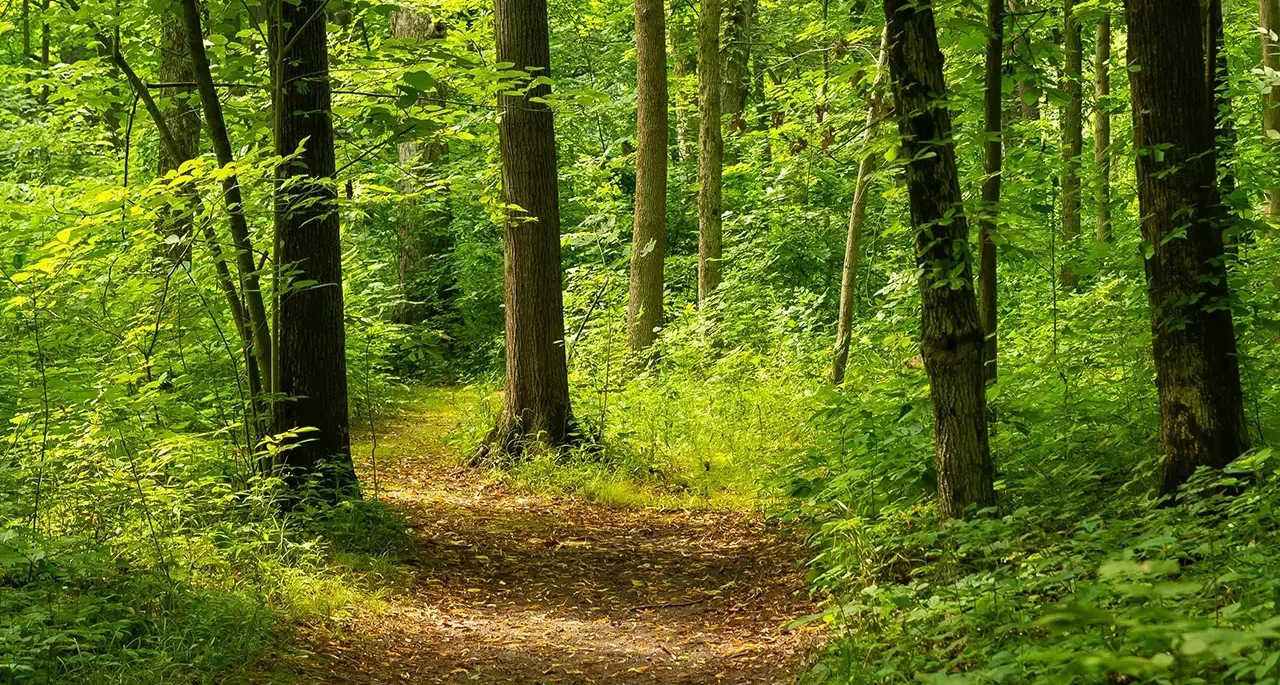 CRCF - Nature based Solutions
