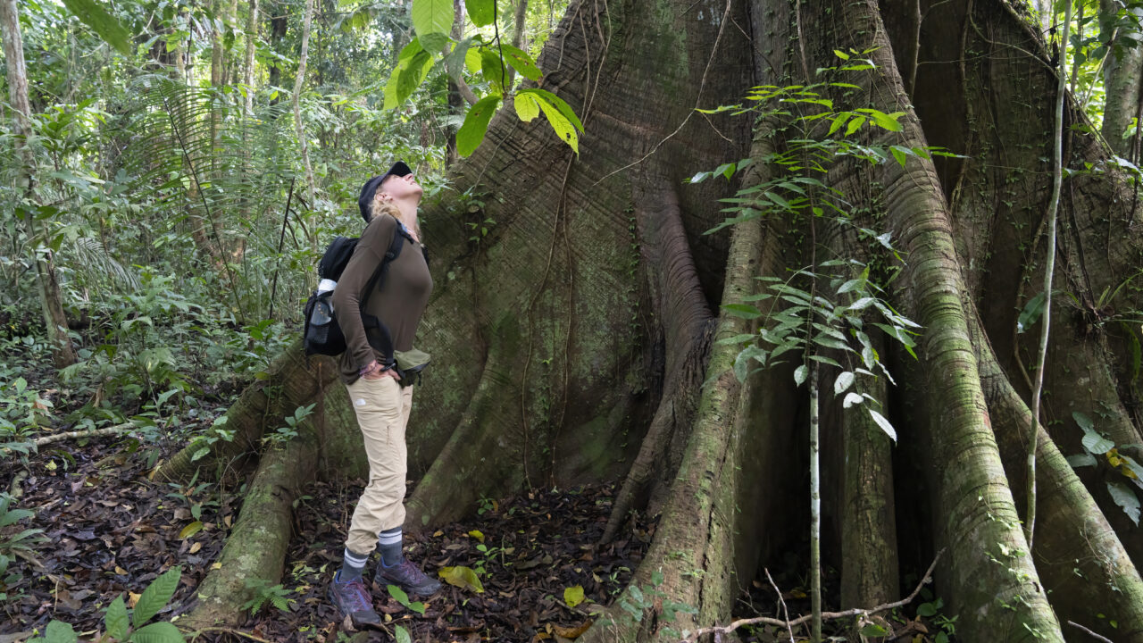 Il filo nascosto: come la foresta connette acqua, biodiversità e clima